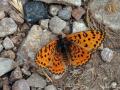 Melitaea  syriaca ()